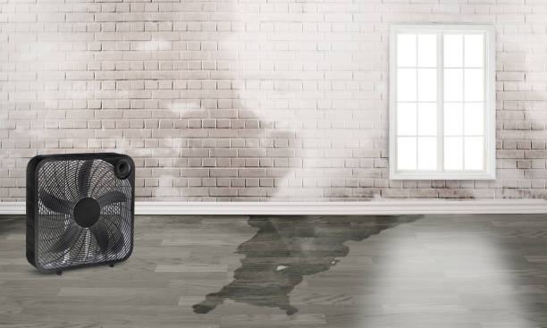 Best 24-hour water damage restoration  in Surgoinsville, TN